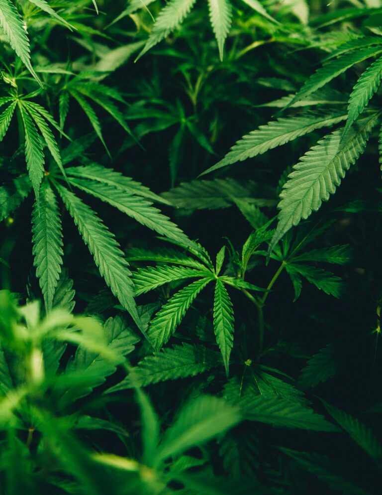 Thca Flower Category